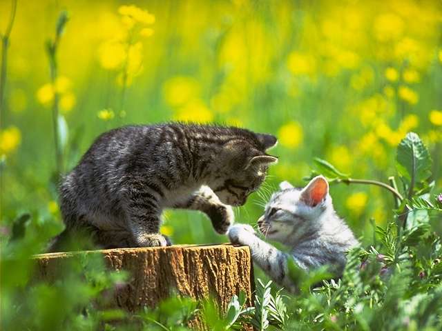 Смотреть а ты мой котик котик